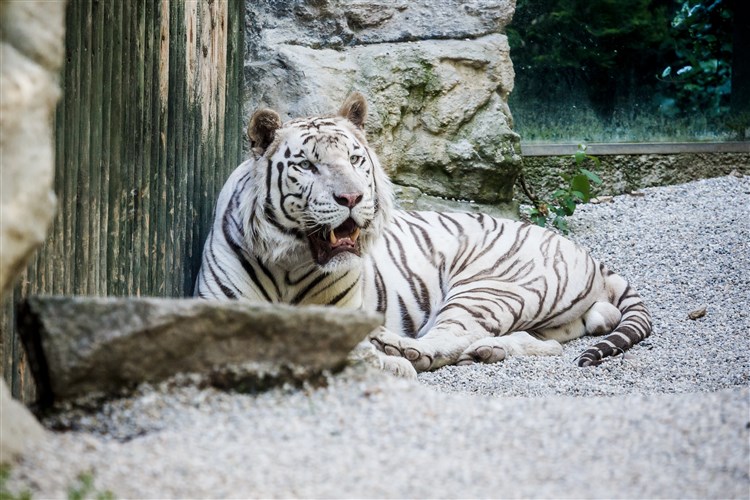 ZOO Liberec - zdroj: www.visitliberec.eu | CLARION GRANDHOTEL ZLATÝ LEV - Liberec