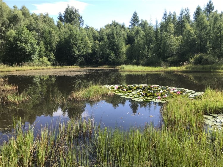 RELAX PENSION SCHÖNWALD - Budišov nad Budišovkou - Podlesí