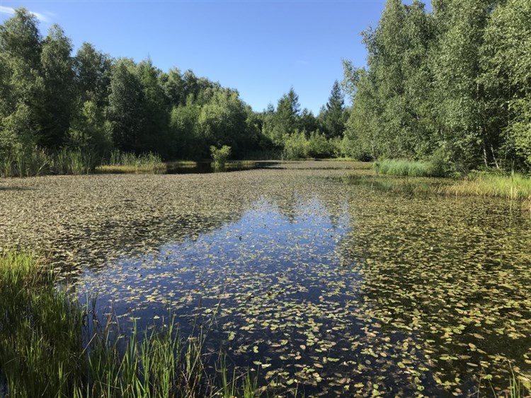RELAX PENSION SCHÖNWALD - Budišov nad Budišovkou - Podlesí